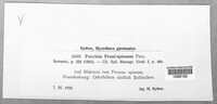 Tranzschelia pruni-spinosae image